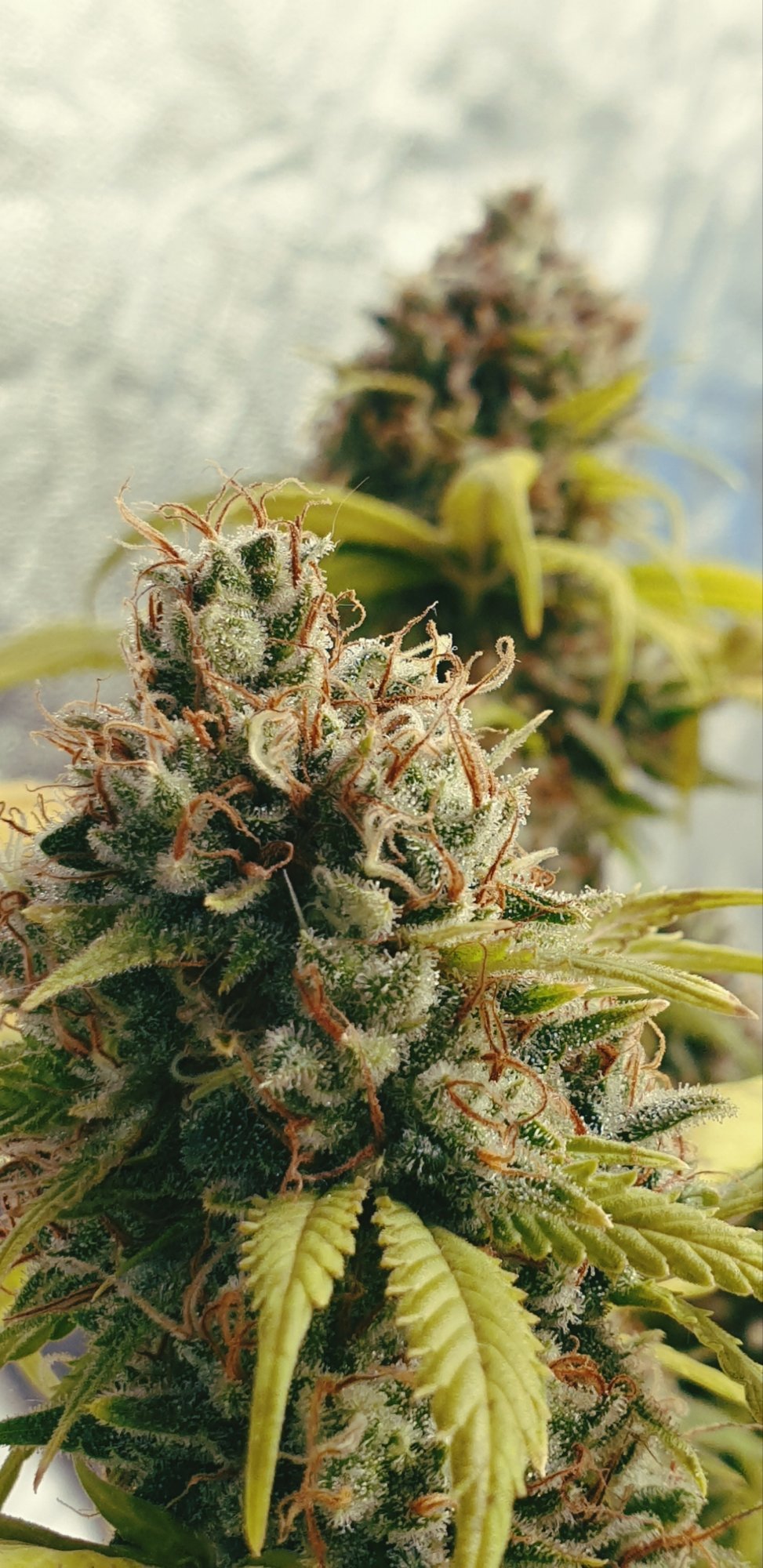 Marzcanna