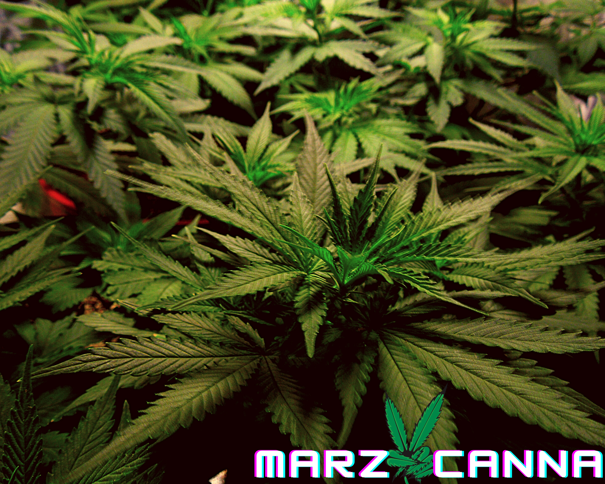 Marzcanna png