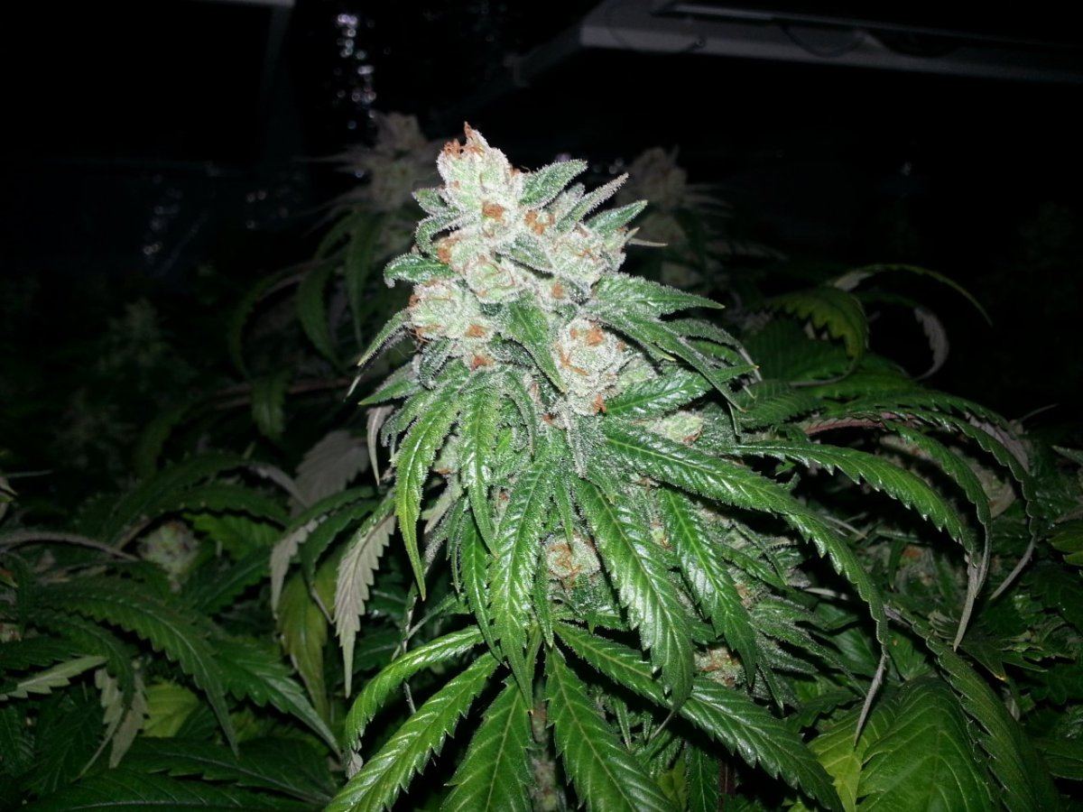 MasJulyBudPics2014 046