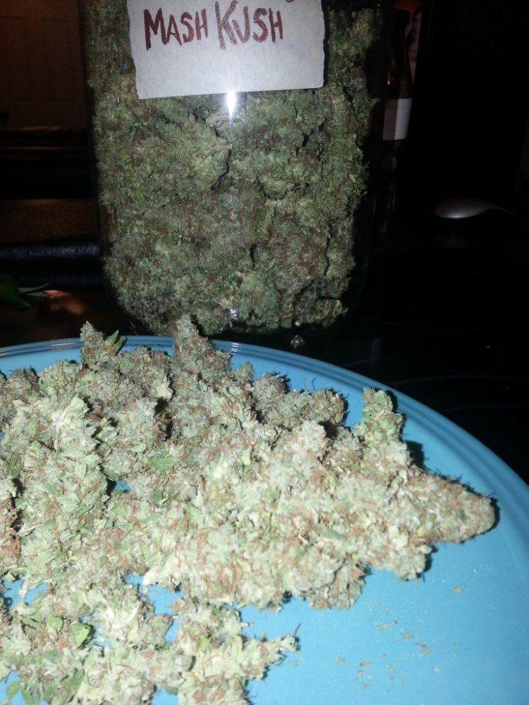 Mass Kush 1