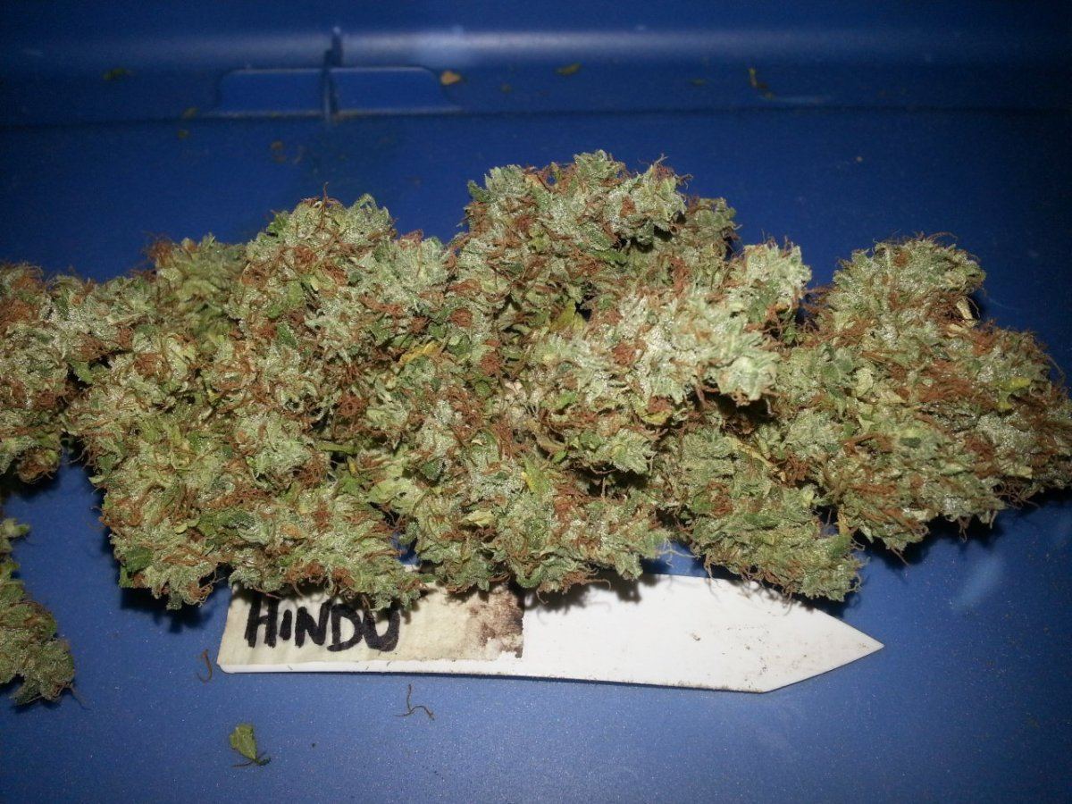 Mass Kush 2 1