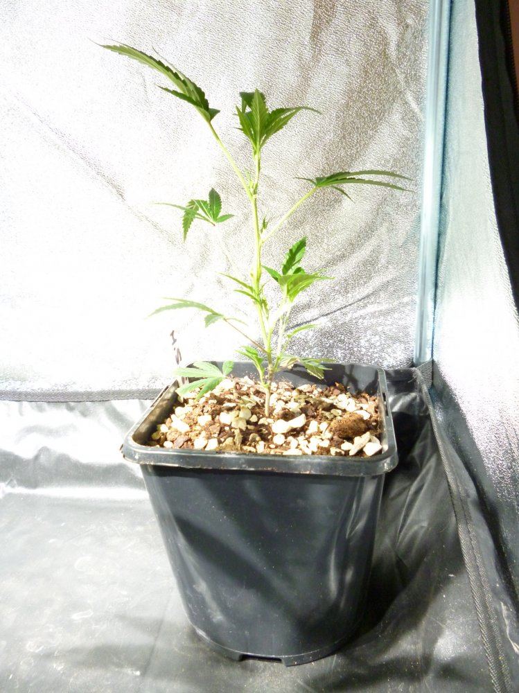 Mass super skunk
