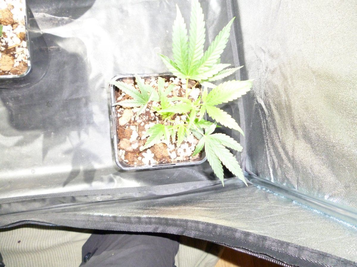 Mass super skunk1