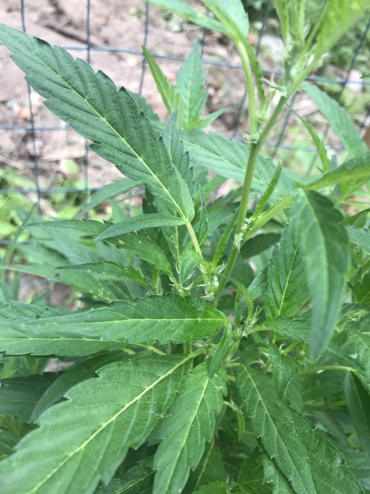 Massachusetts outdoor grow help 2