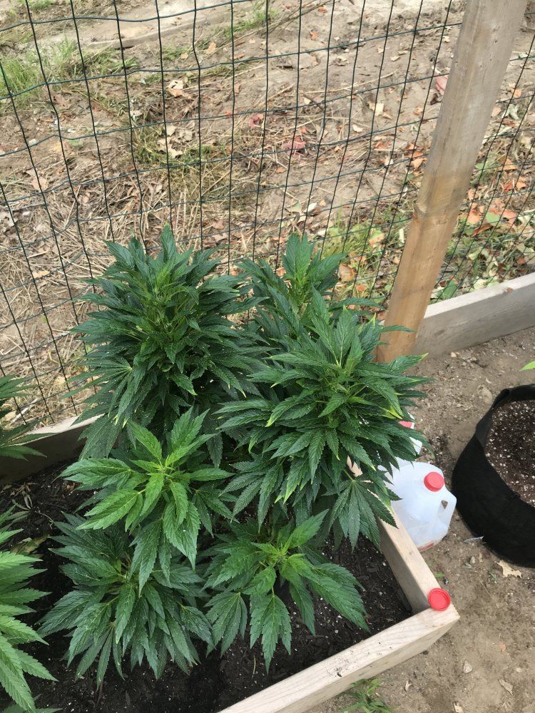 Massachusetts outdoor grow help 3