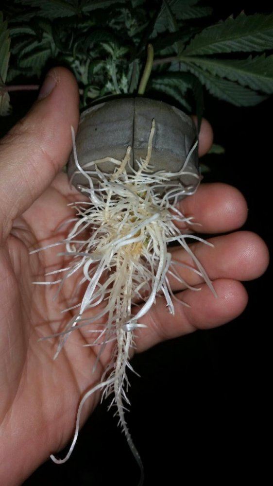 Massive roots root booster winner test 3