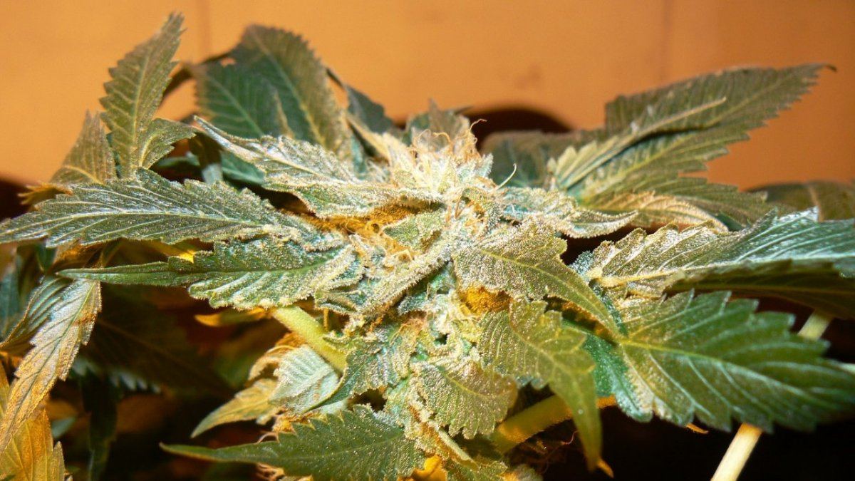 Master bubba 13
