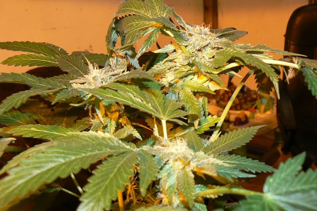 Master bubba 14