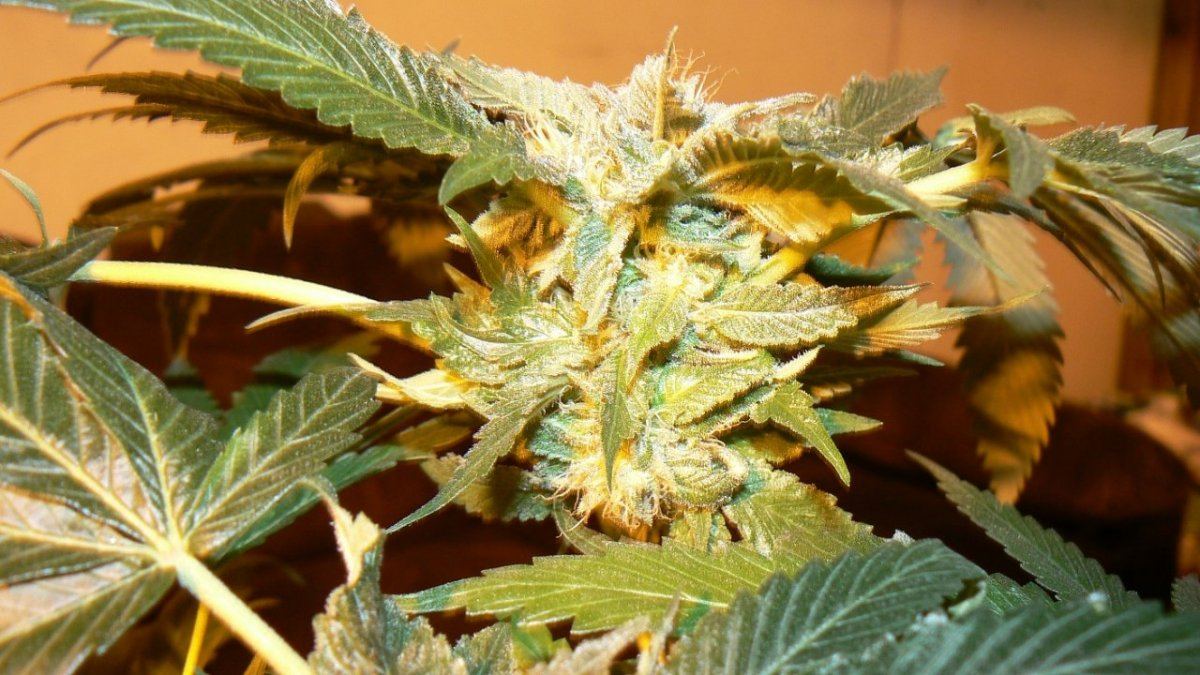 Master bubba 4