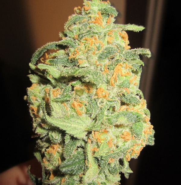 Master green crack