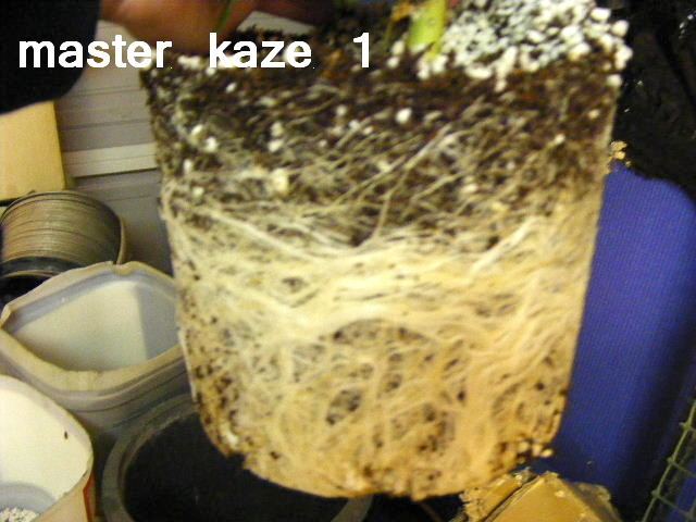 Master kaze 1