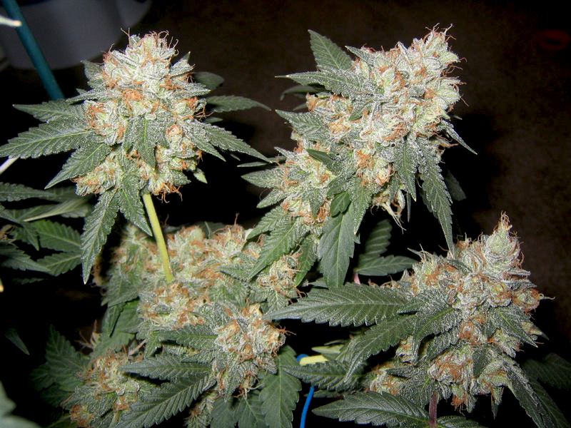 Master kush 1
