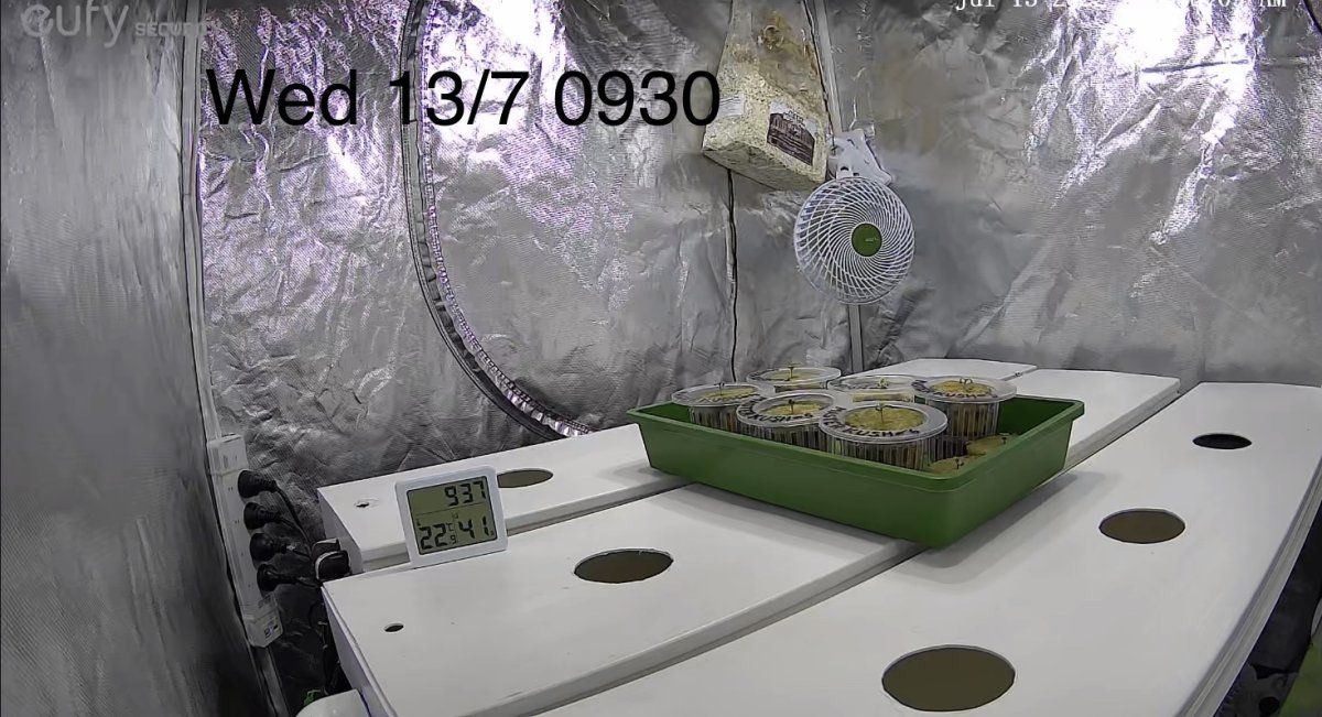 Master kush  gelato nft  hst 2