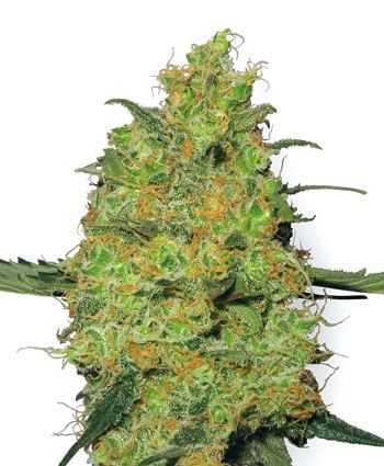 Master kush