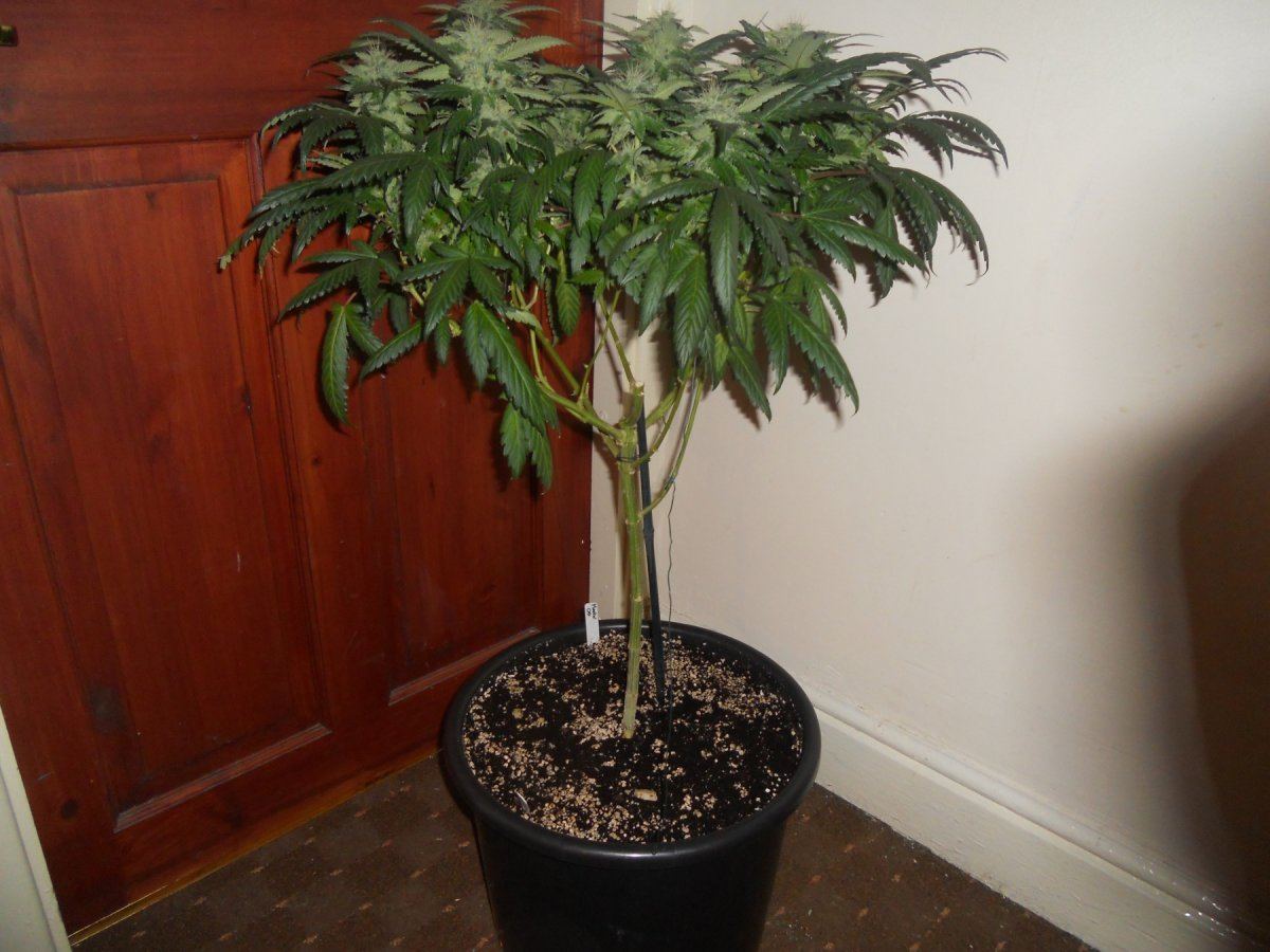 Master og