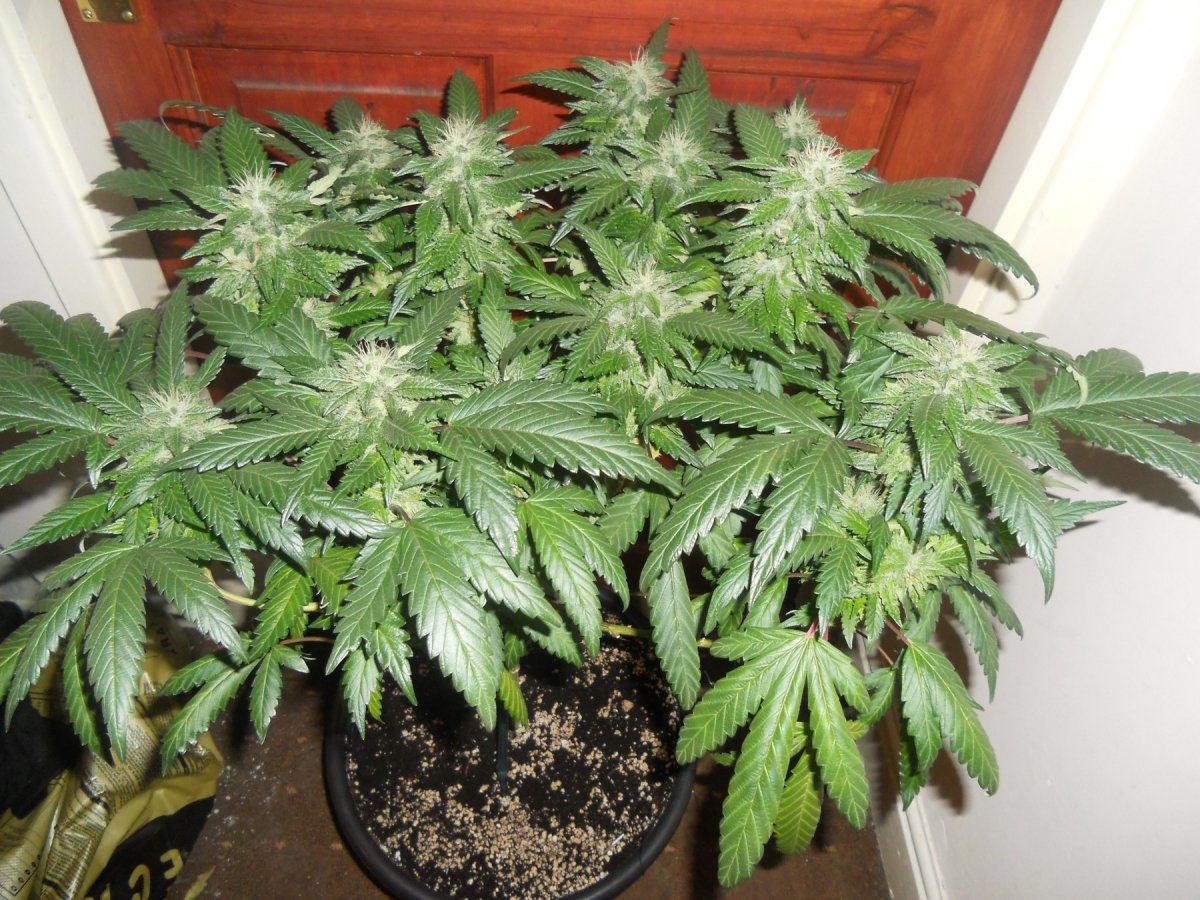 Master og1
