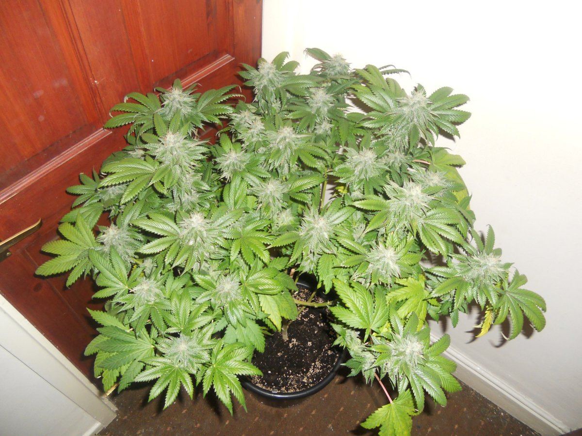 Master og21