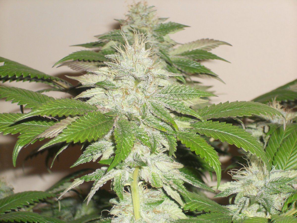 Master og22