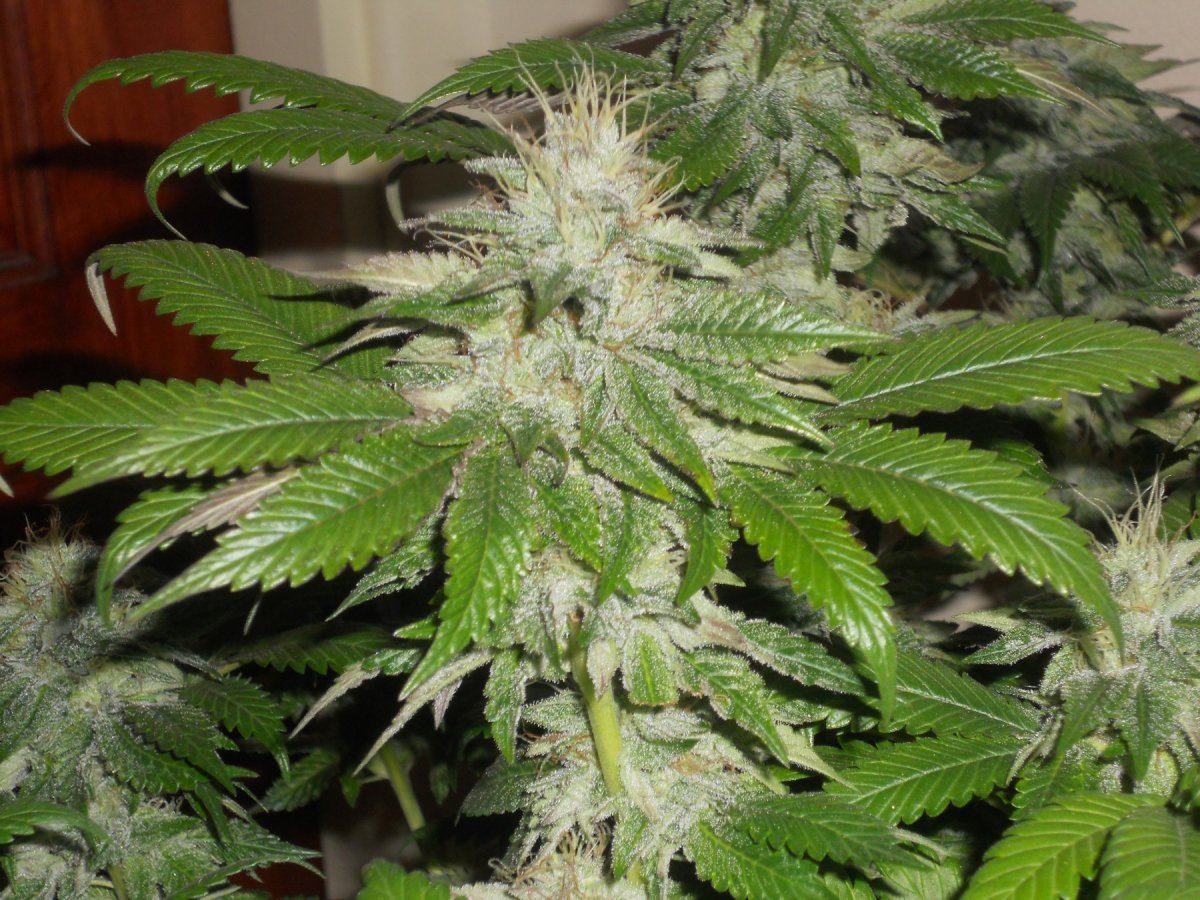 Master og23
