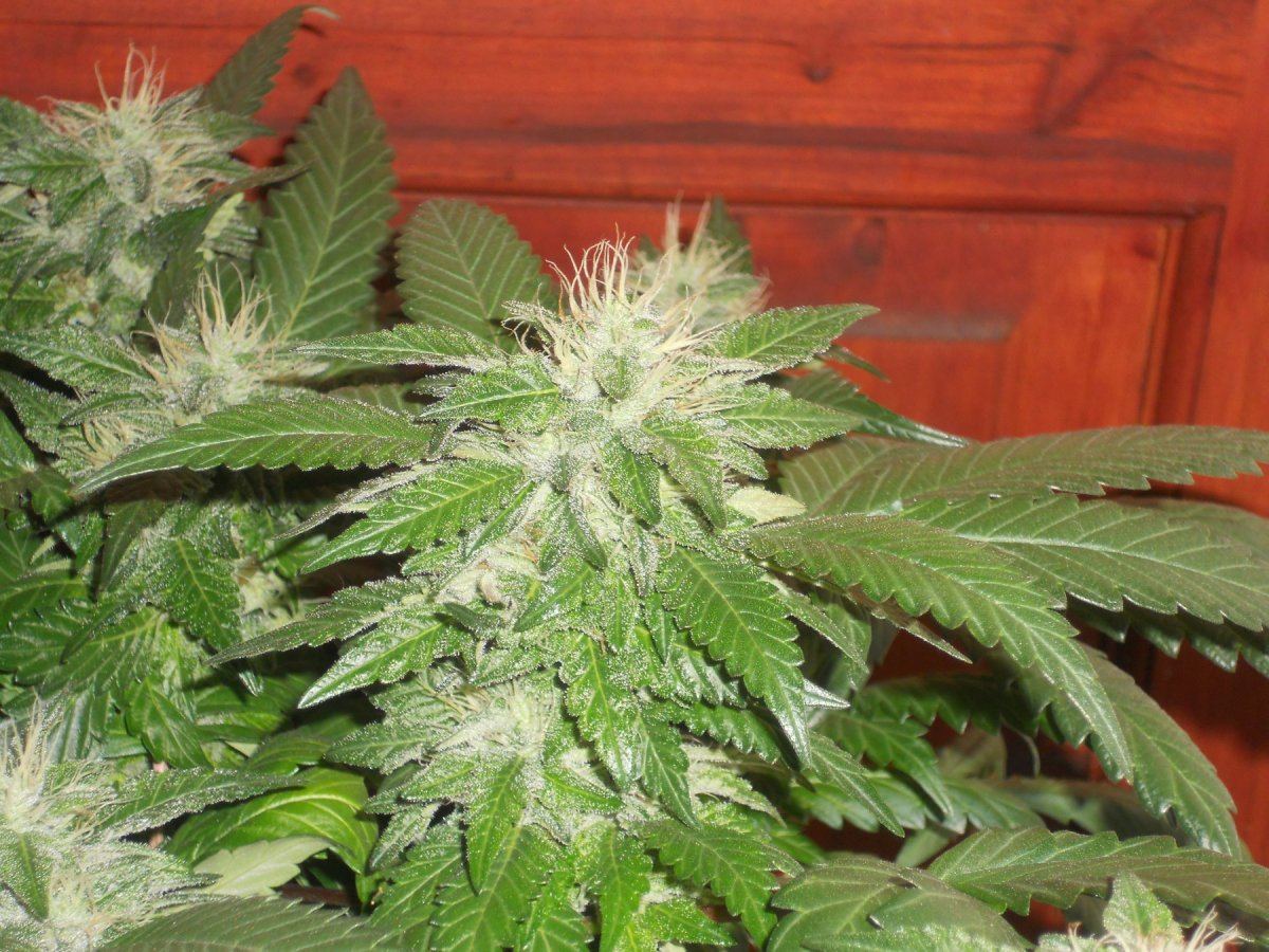 Master og2