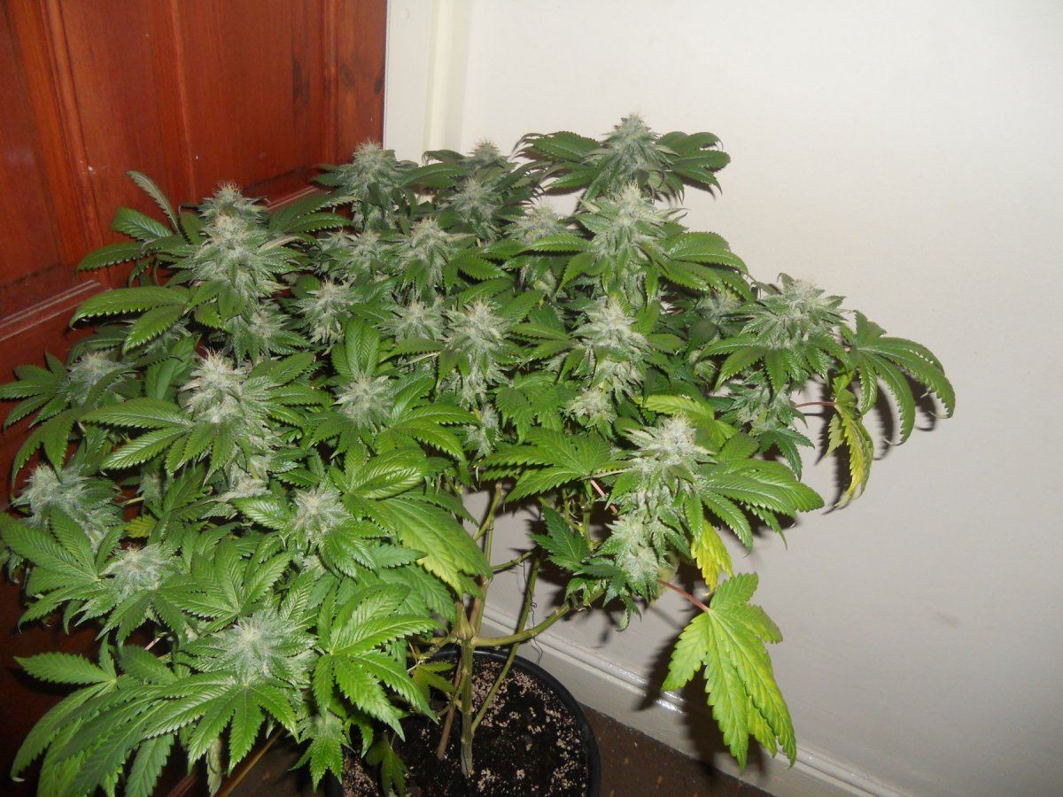 Master og2
