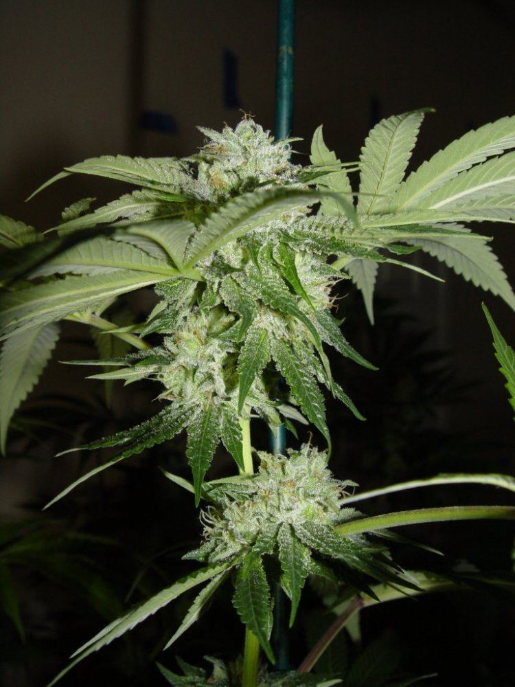 Master x Bubba  1