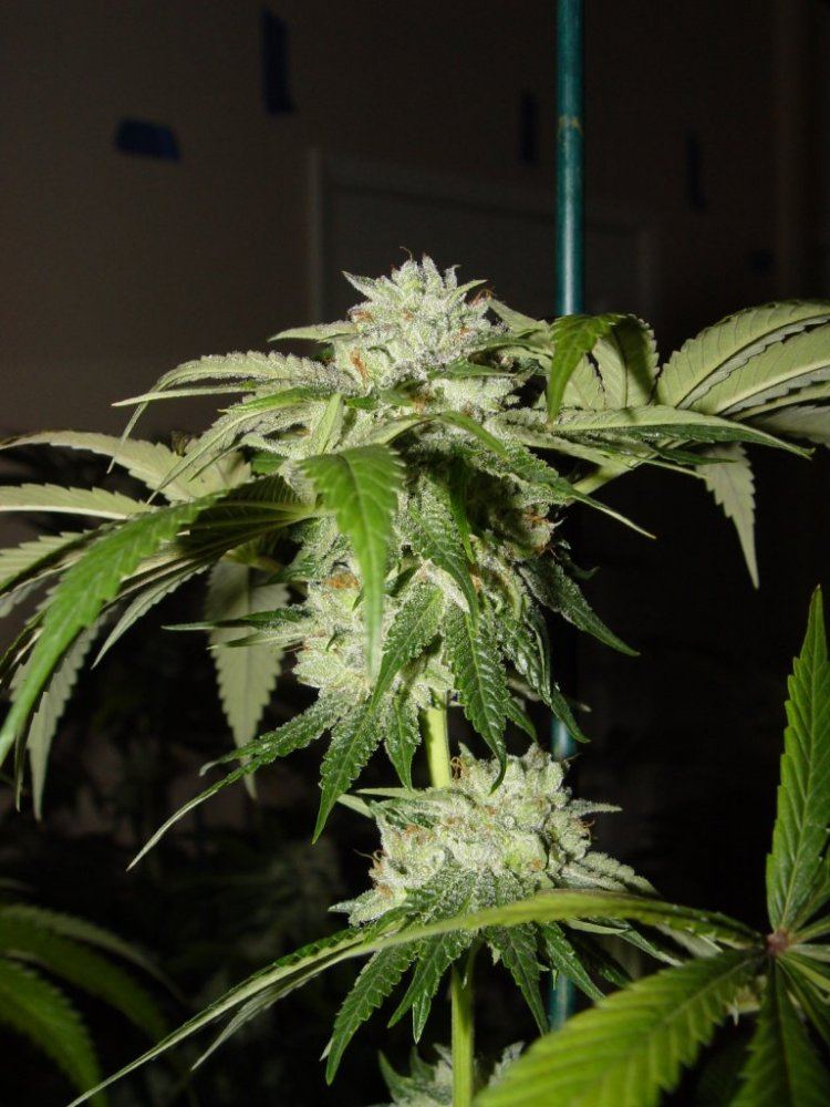 Master x Bubba  1