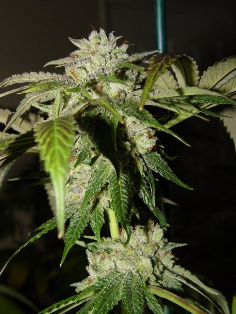 Master x Bubba  1