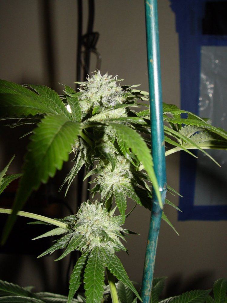 Master x Bubba  2