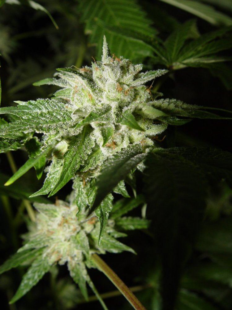 Master x Bubba  2