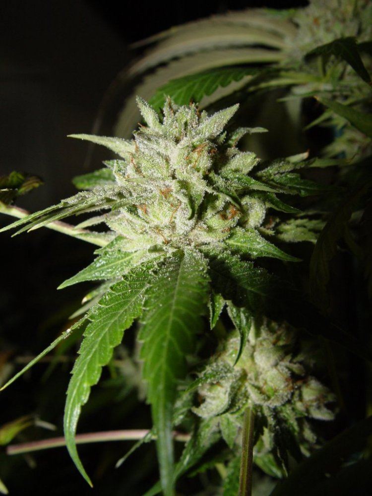 Master x Bubba  2