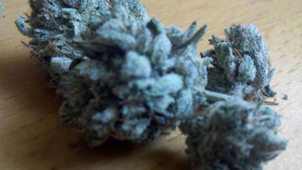 Master x bubba trichome fan