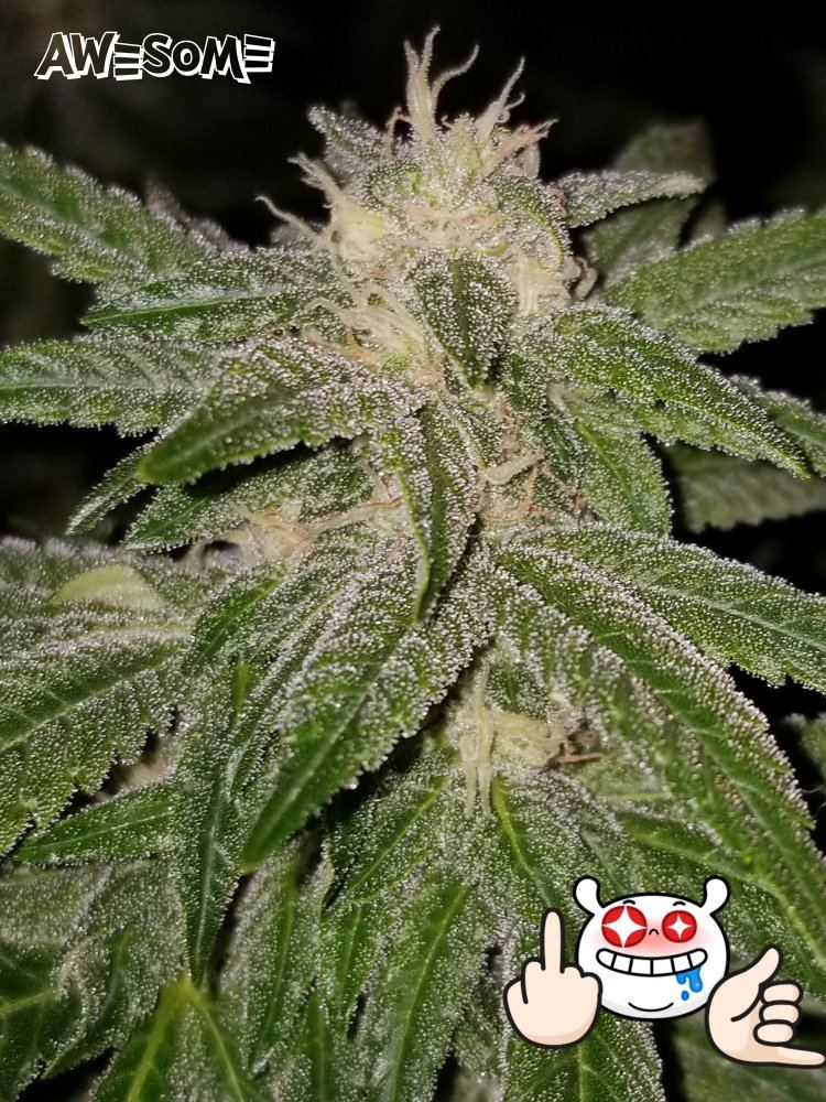MasterKush01