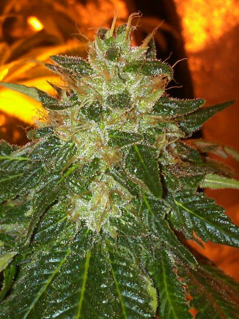 Masterkush01