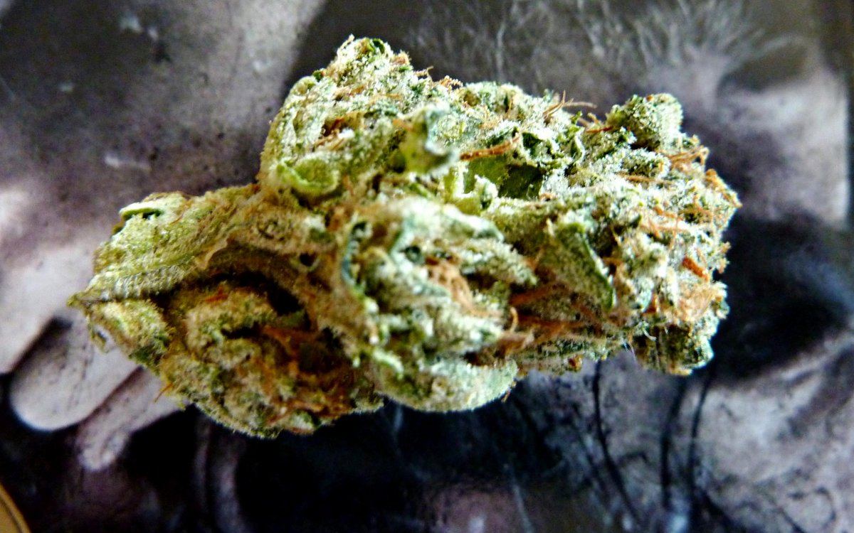 Masterkush1