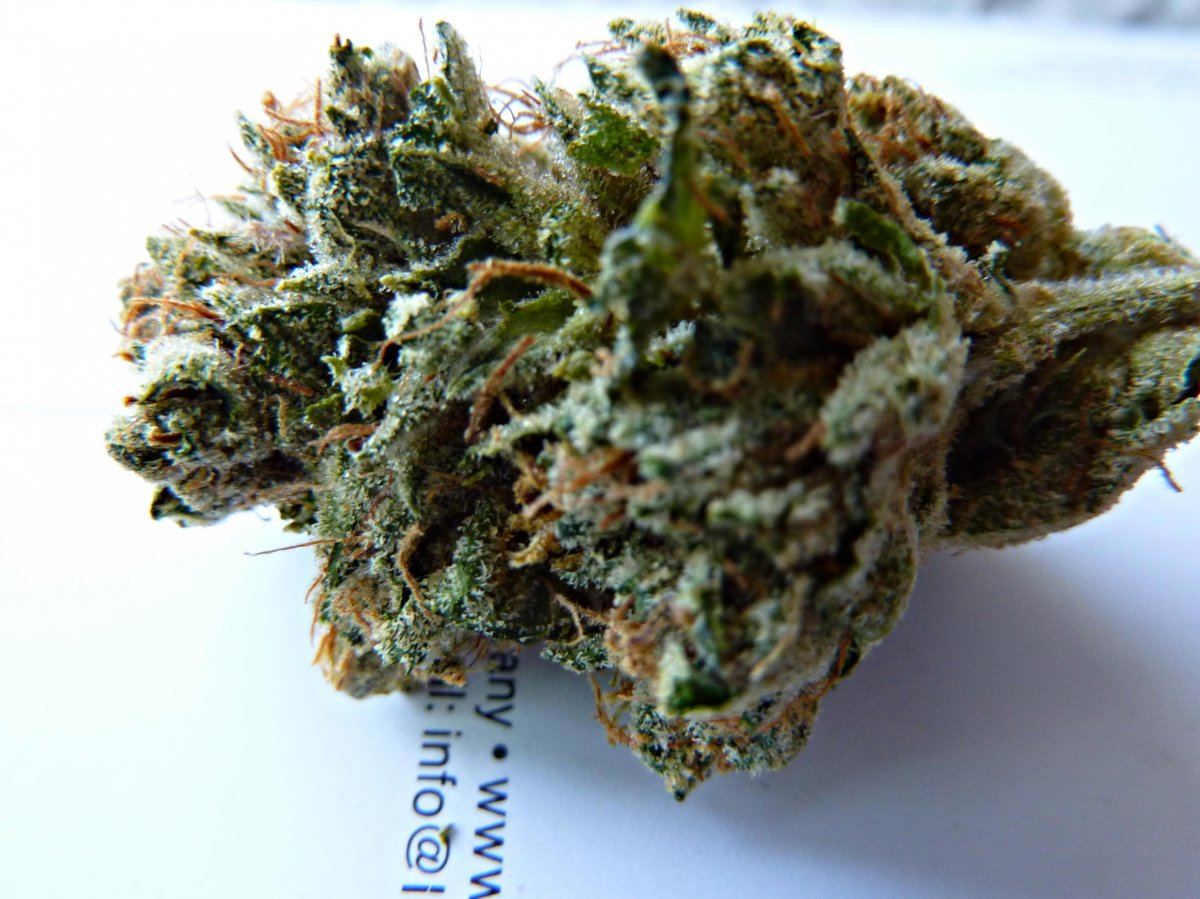 Masterkush21