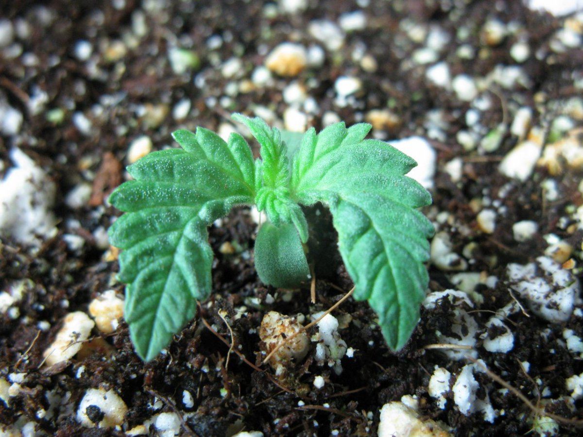 Mastodon kush 033