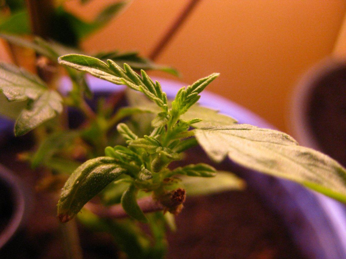 Mataro leaf