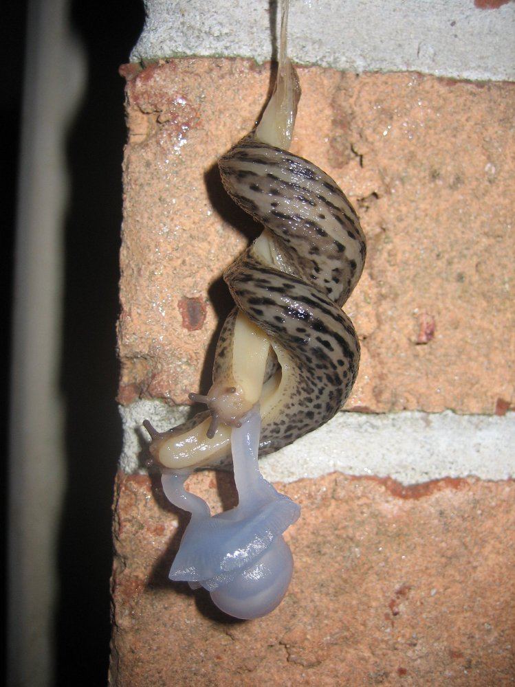 Mating Great Grey Slug 4111