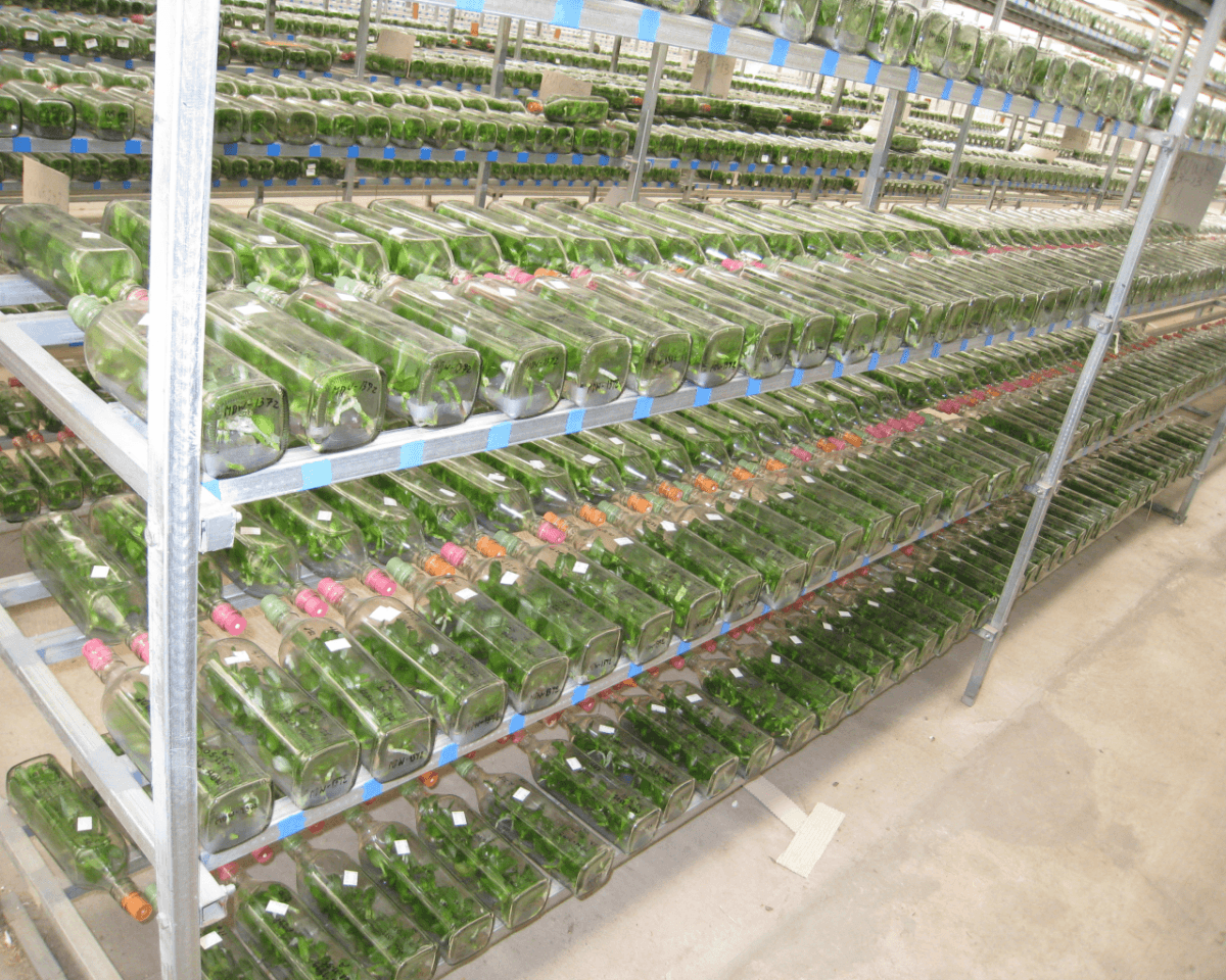 Matsui Nursery Inc01