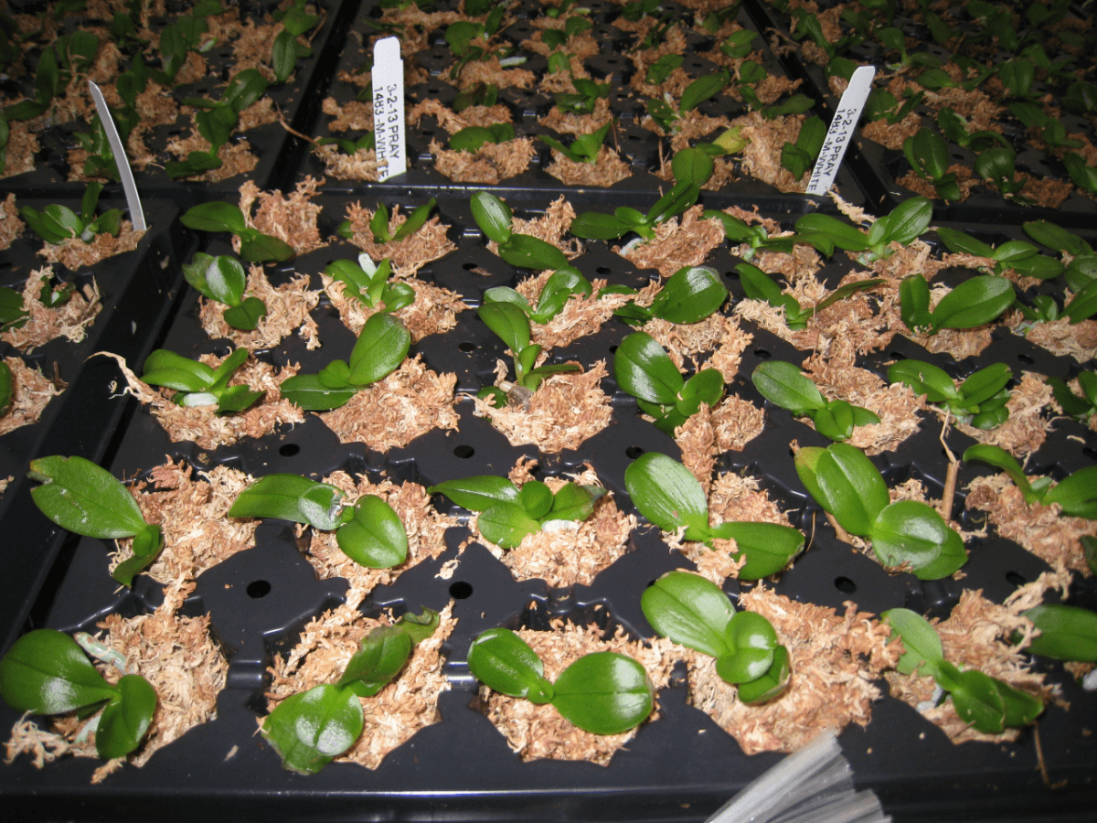 Matsui Nursery Inc04
