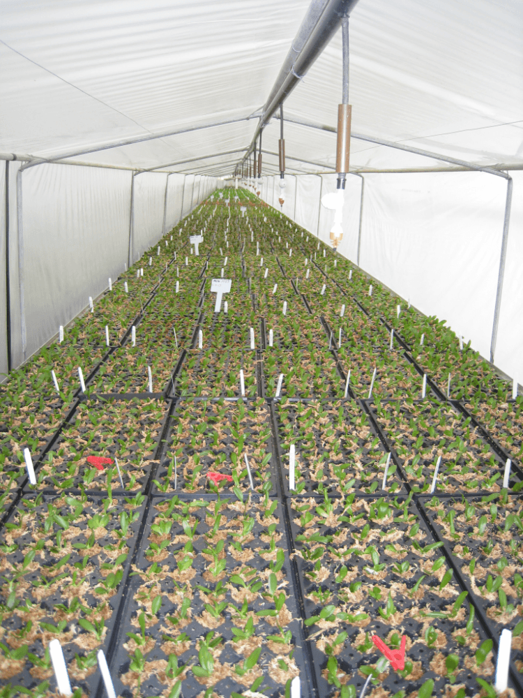 Matsui Nursery Inc05