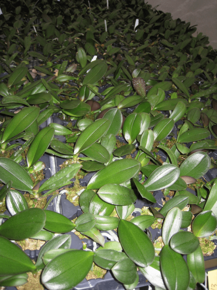 Matsui Nursery Inc06