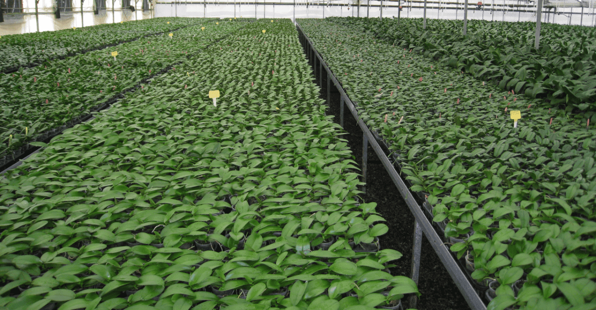 Matsui Nursery Inc07