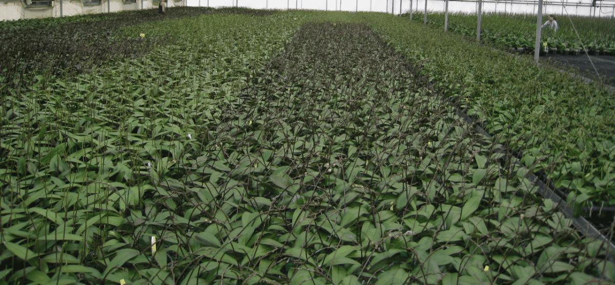 Matsui Nursery Inc08