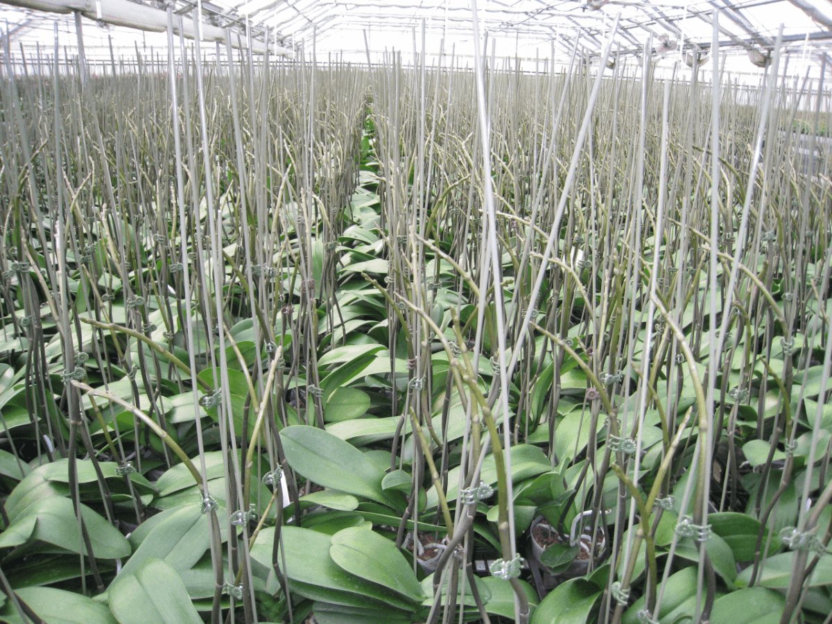 Matsui Nursery Inc09