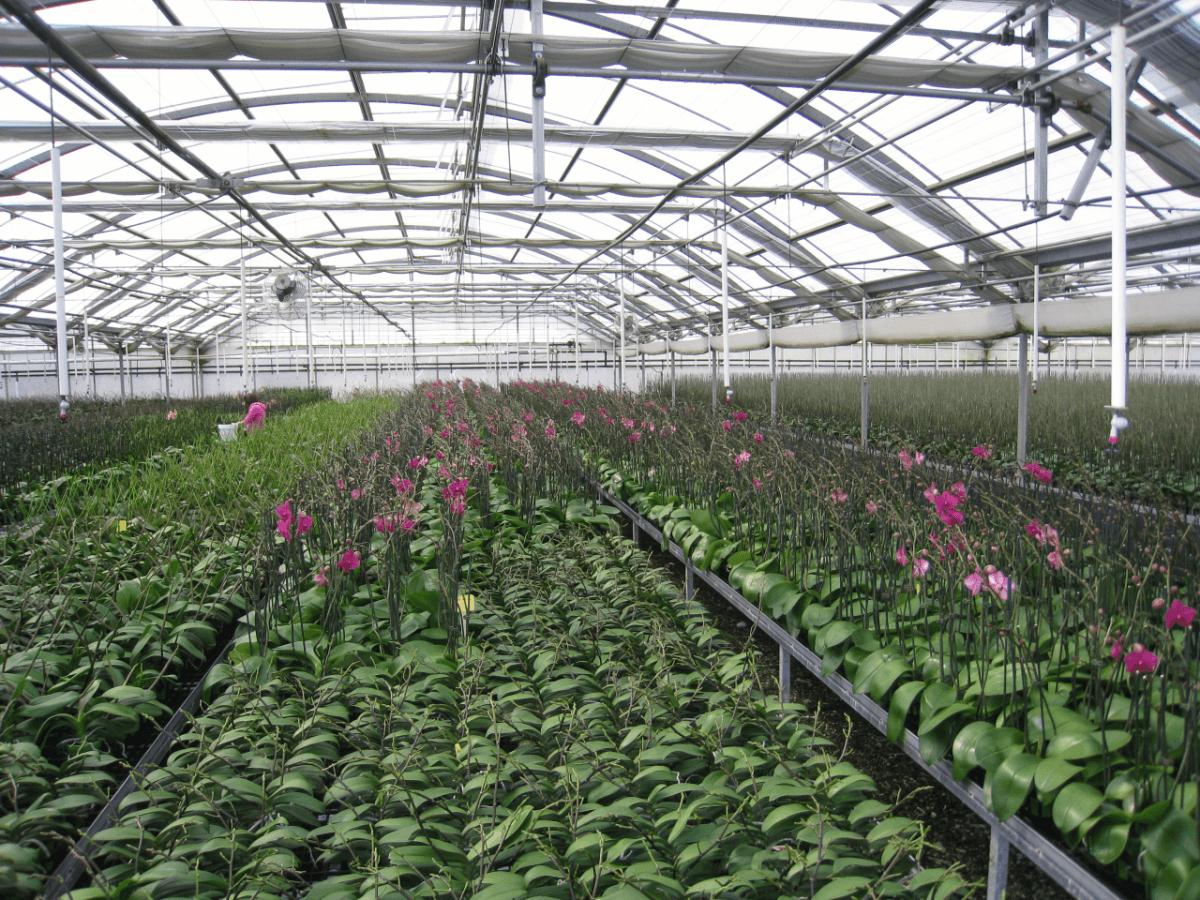 Matsui Nursery Inc10