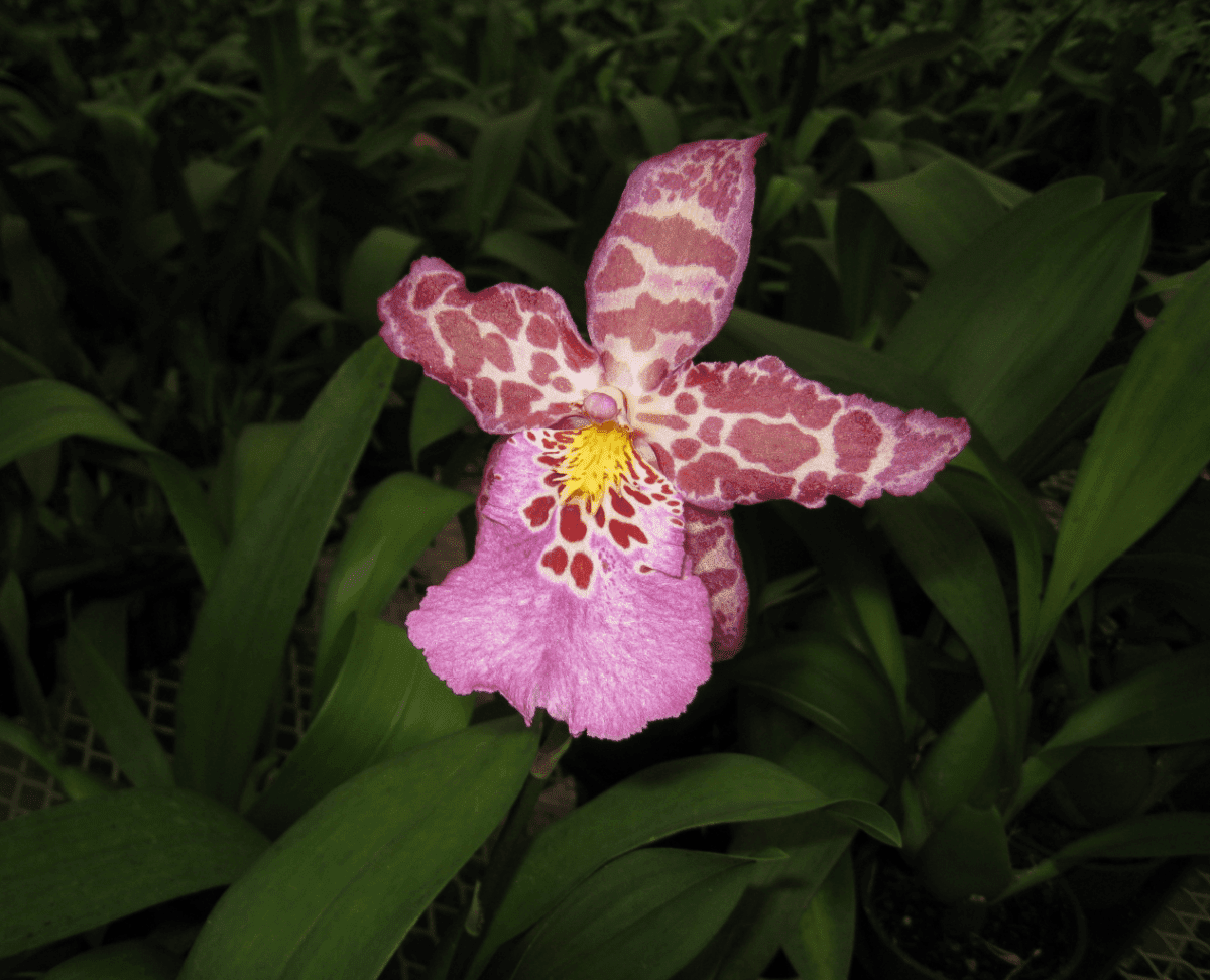 Matsui Nursery Inc11