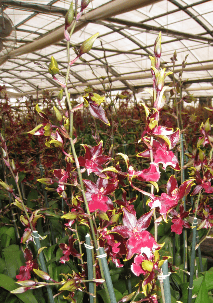 Matsui Nursery Inc12