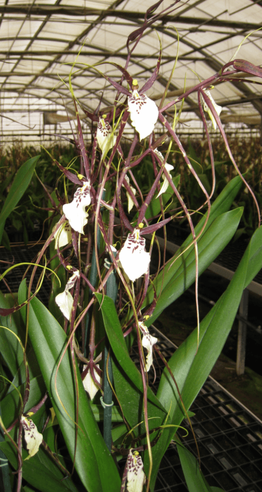 Matsui Nursery Inc13